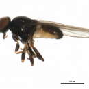Image of Rhopalopterum