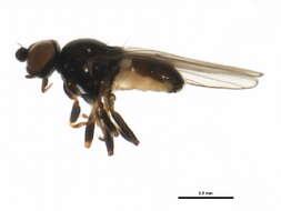 Image of Rhopalopterum