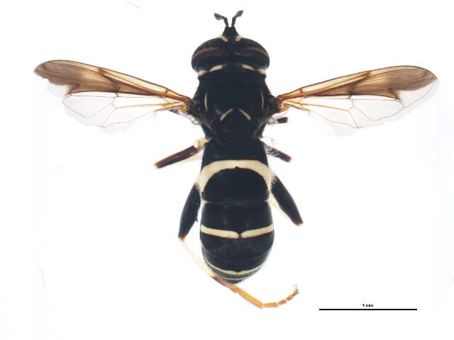 Image of Spilomyia sayi (Goot 1964)