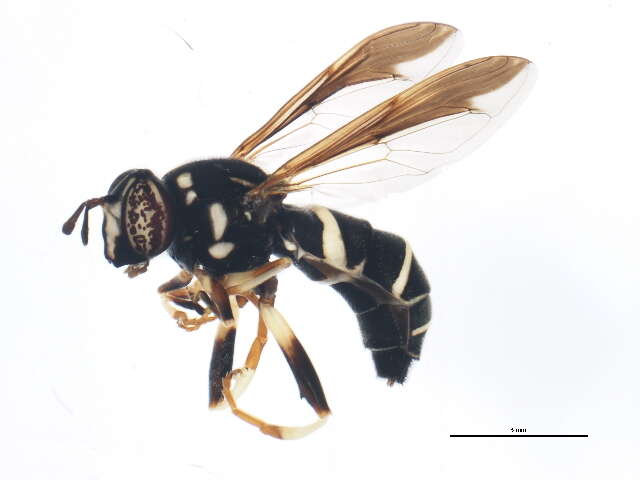 Image of Spilomyia sayi (Goot 1964)