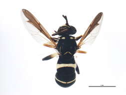 Image of Spilomyia sayi (Goot 1964)