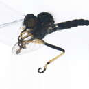 Image of <i>Neoitamus flavofemoratus</i>