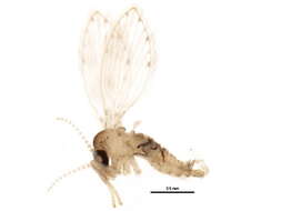 Image of Moth fly