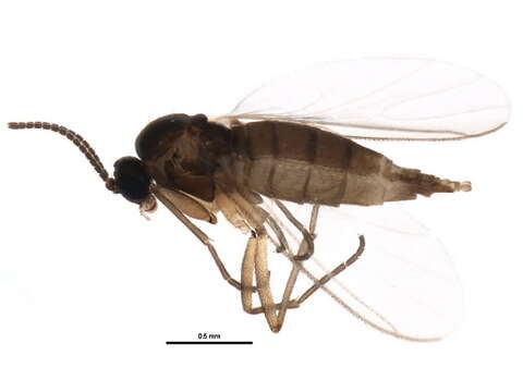 Sivun Bradysia urticae Mohrig & Menzel 1992 kuva