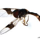 Image of Ocyptamus fascipennis (Wiedemann 1830)
