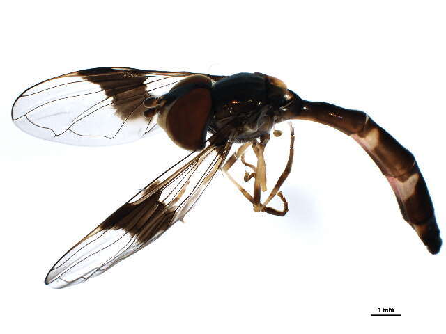 صورة Ocyptamus fascipennis (Wiedemann 1830)