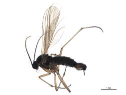 Image of Sciara humeralis Zetterstedt 1851