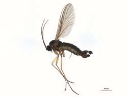 Image of Sciara humeralis Zetterstedt 1851