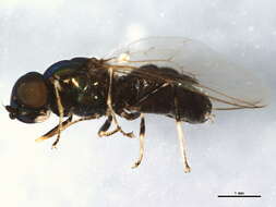 Image of Soldier fly