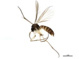 Image of Ectrepesthoneura