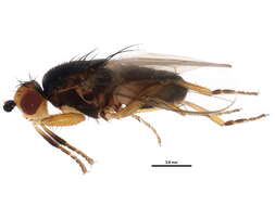 Spelobia ochripes (Meigen 1830) resmi