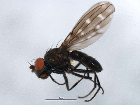 Image of Shore fly