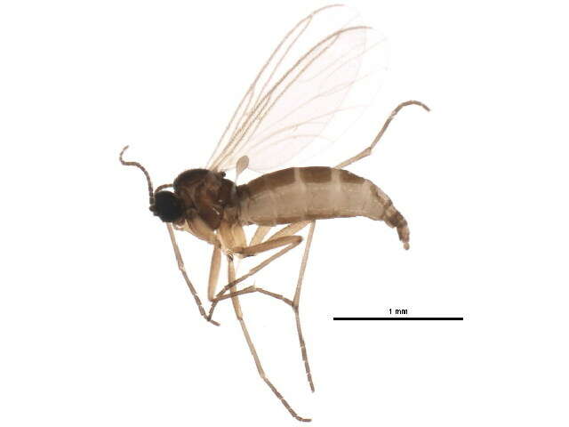 Sivun Bradysia urticae Mohrig & Menzel 1992 kuva