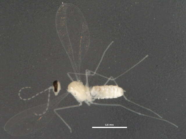 Image of Vitisiella brevicauda