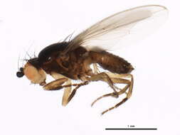 Spelobia ochripes (Meigen 1830) resmi