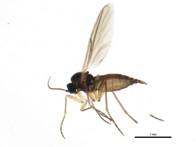 Image of Dark-winged fungus gnat