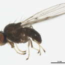 Image of Brine fly