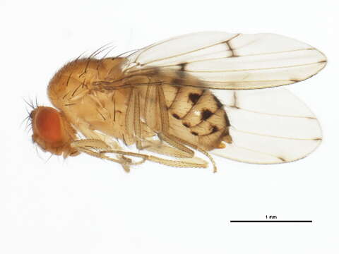 Image of Drosophila quinaria Loew 1866