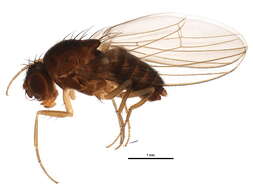 Image of Drosophila funebris (Fabricius 1787)