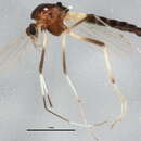 Image of Cricotopus annulator cmplx