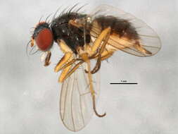 صورة Neodexiopsis