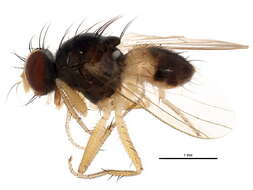 Image of Neodexiopsis