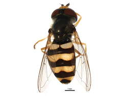 Image of Eupeodes latifasciatus (Macquart 1829)