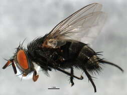 Image of Tachinid fly