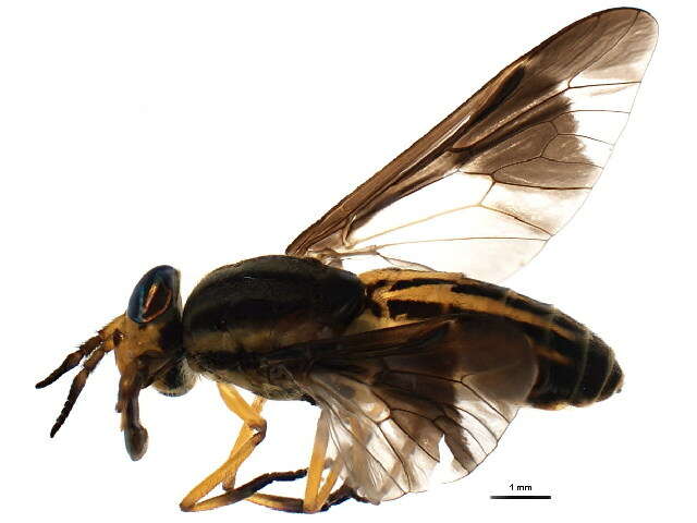 Image of Chrysops aberrans Philip 1941