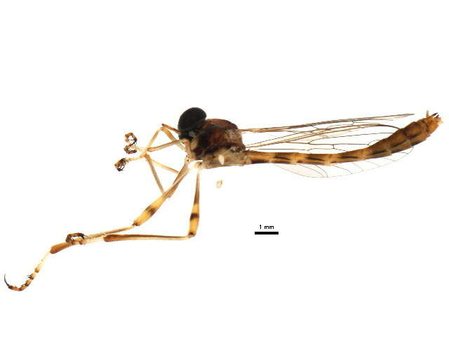 Image of Tipulogaster