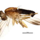 Image of Clusiodes melanostomus Loew 1864