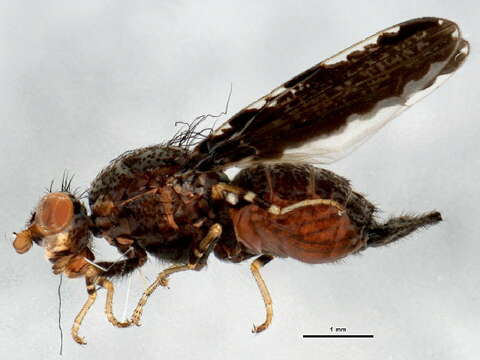 Image of picture-winged flies