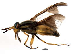 Image of Chrysops aberrans Philip 1941