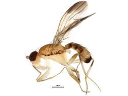 Image of Clusia lateralis Walker 1849