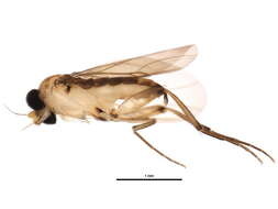 Image of Lecanocerus compressiceps Borgmeier 1962