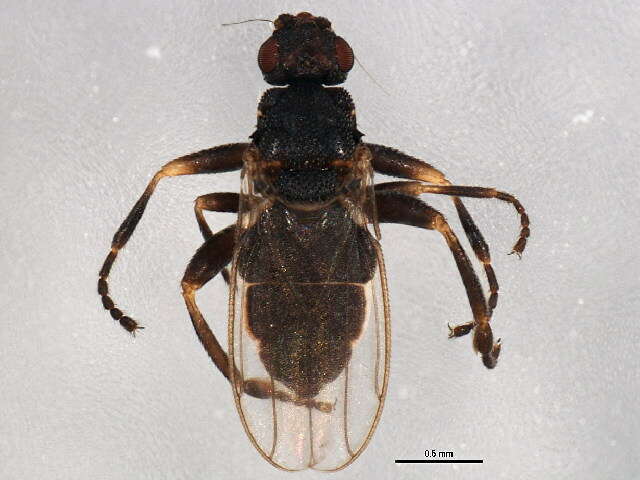 Image of Ischiolepta pusilla (Fallen 1820)