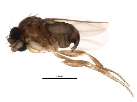 Image of Fire Ant Decapitating Flies