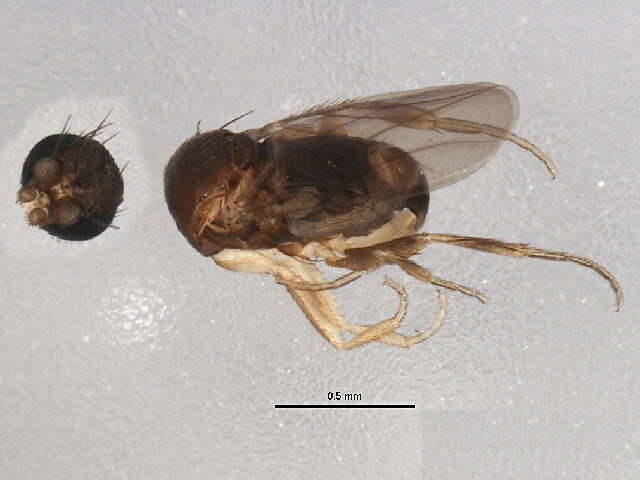 Image of Fire Ant Decapitating Flies