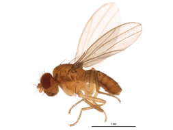 Microdrosophila congesta (Zetterstedt 1847) resmi