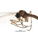 Image of Corynoptera praeforcipata Mohrig & Mamaev 1987