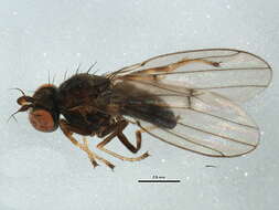 Image of Brine fly