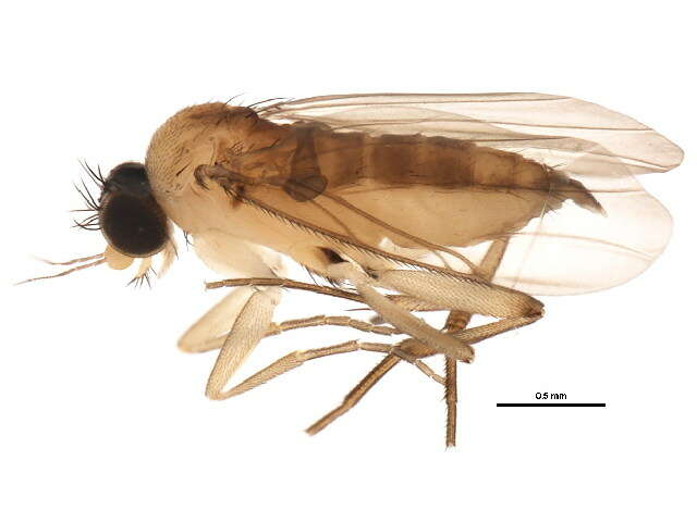 Image of Lecanocerus compressiceps Borgmeier 1962