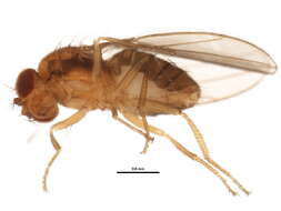 Image of Microdrosophila congesta (Zetterstedt 1847)