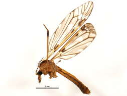 Image of Tipula (Vestiplex) longiventris Loew 1863