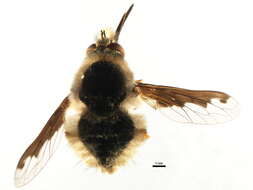 Image of Large bee-fly