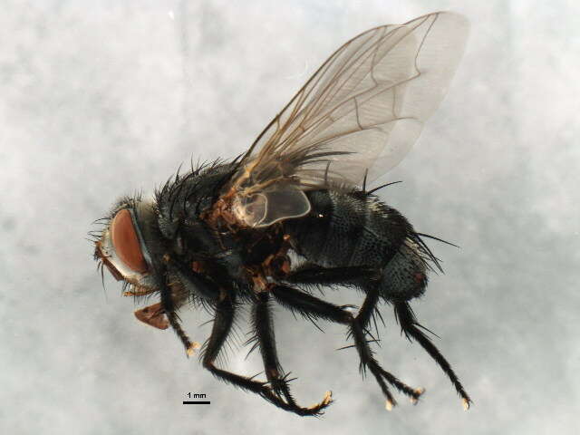 Image of Tachinomyia panaetius (Walker 1849)