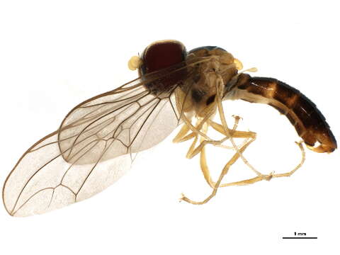 Image of big-headed flies