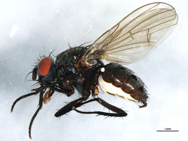 Image of Anthomyia