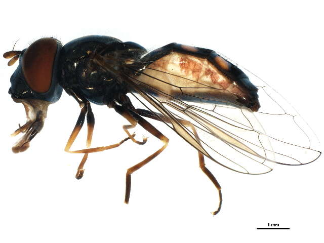 Image of Platycheirus obscurus (Say 1824)