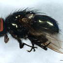 Image of Dasyphora cyanicolor